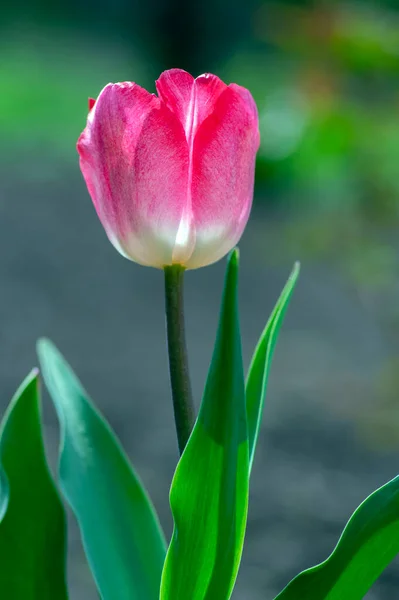 Розово Красный Белый Цвет Страна Дарвин Тюльпаны Цвету Букет Весенних — стоковое фото