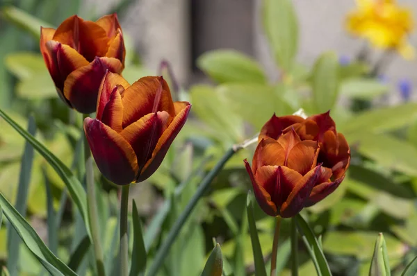 Bright Red Maroon Orange Bicolor Tulipa Gavota Triumph Cultivar Bloom — стоковое фото