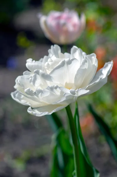 Double Bright White Color Peony Tulips Springtime Flowering Petal Beautiful — Stock Photo, Image
