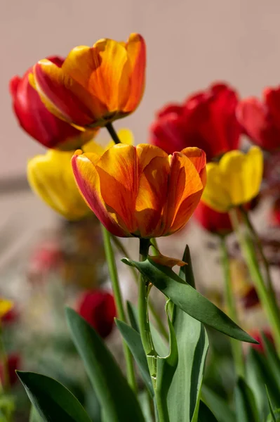 Couleur Rouge Vif Jaune Pays Darwin Tulipes Fleurs Bouquet Fleurs — Photo