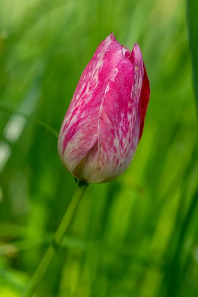 Rosa Branco Cor Brilhante Rembrandt Sorvete Tulipas Flor Buquê Primavera — Fotografia de Stock