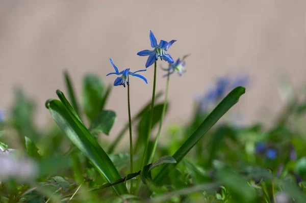 Scilla Siberica Blaue Blüten Der Blüte Sibirische Waldqualle Blüht Gras — Stockfoto