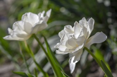 Çift parlak beyaz şakayık laleler, bahar zamanı çiçek açan taç yaprakları güneş ışığında süs bahçesinde güzel bitkiler.