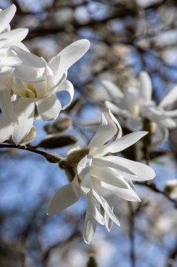 Yıldız Magnolia stellata erken bahar çiçekli çalılar, dallarında parlak beyaz tepeler olan güzel çiçekler.