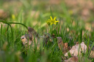 Gagea lutea vahşi bahar çiçekleri, Beytüllahim 'in sarı çiçekleri ve yeşil yaprakları.