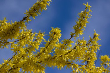 Forsythia iç medyası sarı çiçekli bitki, çiçek açan süs çiçekleri, mavi gökyüzüne karşı çiçeklerle dolu güzel ilkbahar çalısı