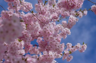 Prunus sargentii sarcolade Sargent kiraz çiçekli ağaç dalları, güzel gruplar açık pembe taç yapraklı çiçekler ve tomurcuklar