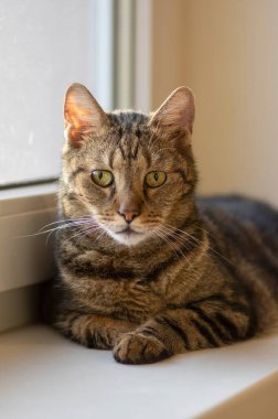 Pencerenin kenarına uzanmış miskin, sevimli evcil kedi içeri bakıyor, odaklanmış ifade