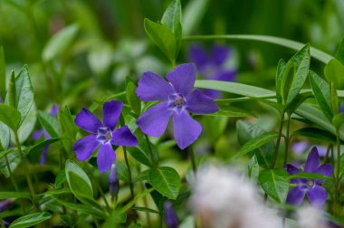 Vinca minör minör menekşe süs çiçekleri çiçek, yaygın menekşe çiçeği çiçekleri, sürünen erken çiçekler