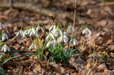 Galanthus nivalis çiçekli bitkiler, parlak beyaz kar damlası doğada çiçek açıyor