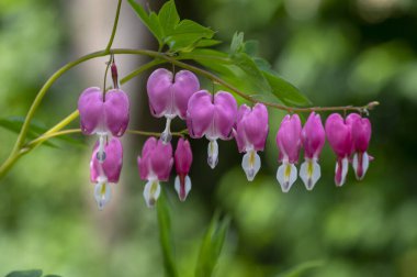 Dicentra spektabilis kanayan kalp çiçekleri çiçek şeklinde, güzel Lamprocapnos pembe beyaz çiçek açan bitki dalları