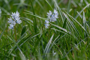 Puschkinia scilloides erken bahar soğan çiçekleri çiçek, küçük beyaz ve mavi çiçekli bitki, çizgili Lübnan sincapları denir