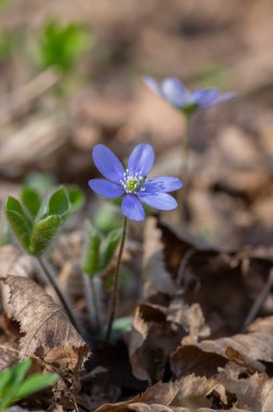 Anemone hepatica yaygın karaciğer otu böbrek otu çiçekleri açmakta, ilkbaharın başlarında çiçek açan mavi ormanlık orman bitkisi