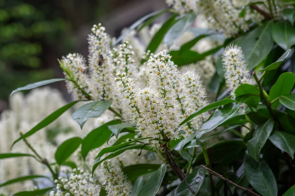 Prunus Laurocerasus Cseresznyevirágzó Növények Fehér Virágok Csoportja Bokrok Ágain Virágzó — Stock Fotó