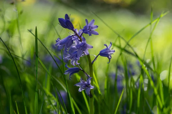 Hyacinthoides Hispanica Planta Campanas Flores Color Azul Claro Grupo Hermosas — Foto de Stock