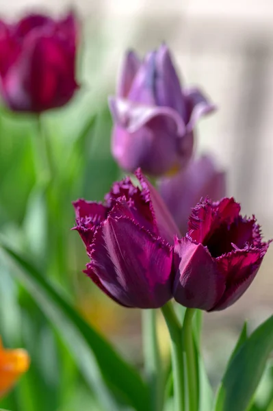 Темно Фиолетовый Красный Бахромой Чипсы Кудрявый Сью Тюльпаны Цвету Красивые — стоковое фото