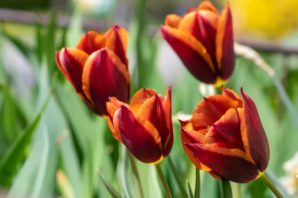 Bright Red Maroon Orange Bicolor Tulipa Gavota Triumph Cultivar Bloom — стоковое фото