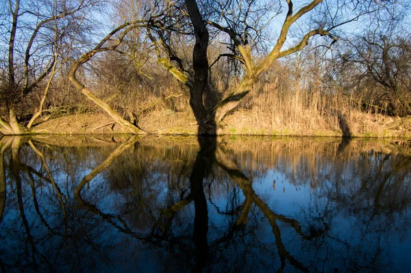 自然環境クルディマ川の近くのナポドコブ 木々や緑に囲まれたオックスボウ 早春の水面の反射 — ストック写真