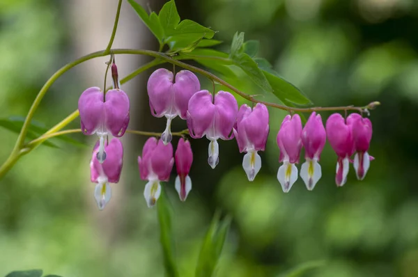 Dicentra spectabilis bleeding heart flowers in hearts shapes in bloom, beautiful Lamprocapnos pink white flowering plant branches