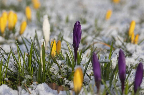 Pole Kvetoucích Krokus Vernus Rostlin Pokryté Sněhem Skupina Jasných Barevných — Stock fotografie