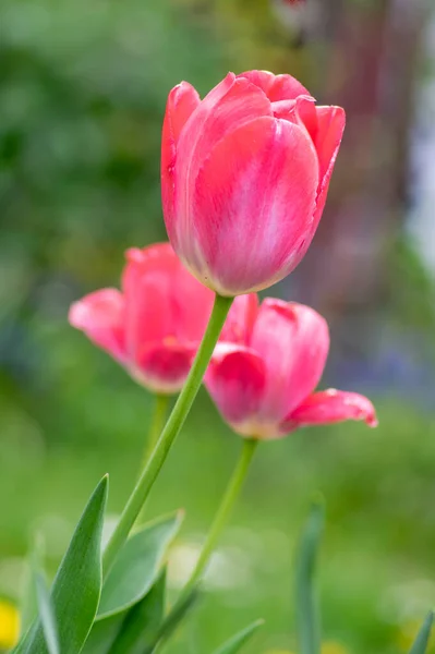 Pink White Bright Color Rembrandt Sorbet Tulips Bloom Bouquet Springtime — Stock Photo, Image
