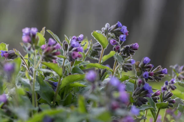 Pulmonaria Officinalis Дикие Цветущие Лесные Растения Группа Сине Фиолетовых Фиолетовых — стоковое фото