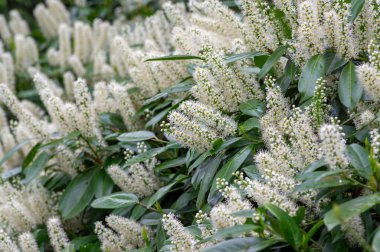 Prunus laurocerasus kiraz çiçekli bitkiler, çalılıklardaki beyaz çiçekler, yeşil yapraklar