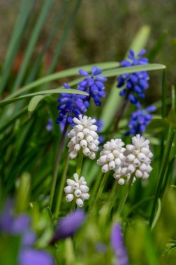 Muscari aucheri üzümü sümbül beyaz büyü albümü, çiçek açmış süslemeler güneş ışığında çiçek açan bahar soğanı bitkileri.