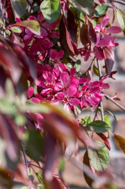 Süslü elma ağacı bitkisi baharda çiçek açıyor, toringo kırmızısı dallarda açan parlak pembe çiçekler.