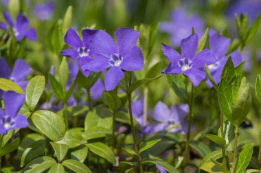 Vinca minör minör menekşe süs çiçekleri çiçek, yaygın menekşe çiçeği çiçekleri, sürünen erken çiçekler
