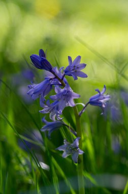 Hyacinthoides Hispanica açık mavi çiçekli çanlar. Çiçek açan bir grup güzel bahar çiçekleri.