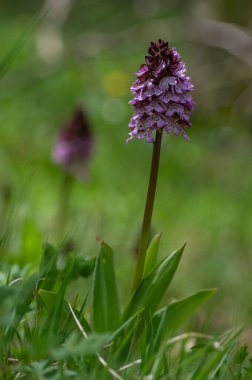 Lady Orchid Purpurea koruma altındaki bitkiler, uzun yeşil saplı güzel mor beyaz çiçekler tomurcuklarla birlikte çiçek açarlar.