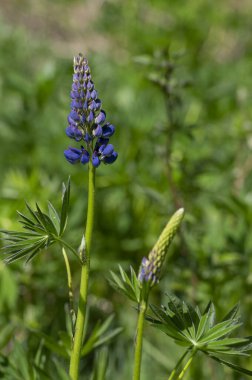 Lupinus polyphyllus büyük, çiçek açmış lupin çiçekleri, mor menekşe mavisi uzun, uzun, vahşi bir bitki.