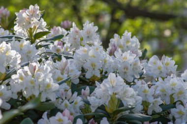 Rhododendron Madam Masson. Sarı noktalı beyaz çiçekler. Çiçek açan yeşil çalılar, dallarda yeşil yapraklar.