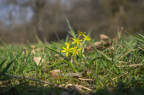 Gagea Lutea Planta Floreciente Silvestre Primavera Grupo Flores Pétalas Estrella — Foto de Stock