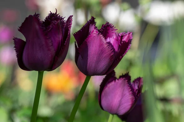 Темно Фиолетовый Красный Бахромой Чипсы Кудрявый Сью Тюльпаны Цвету Красивые — стоковое фото