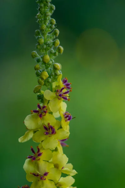 Verbascum Nigrum Μαύρο Σκούρο Mullein Άγριο Ανθοφόρο Διετές Βότανο Μικρά — Φωτογραφία Αρχείου