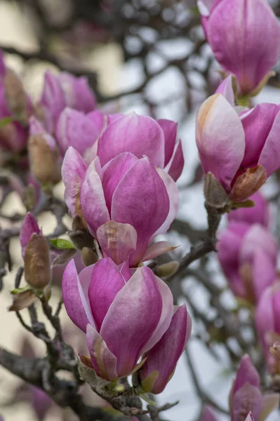 Magnolia Soulangeana Também Chamado Disco Magnólia Árvore Primavera Floração Com — Fotografia de Stock