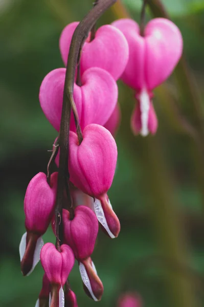 Dicentra spectabilis bleeding heart flowers in hearts shapes in bloom, beautiful Lamprocapnos pink white flowering plant in the garden