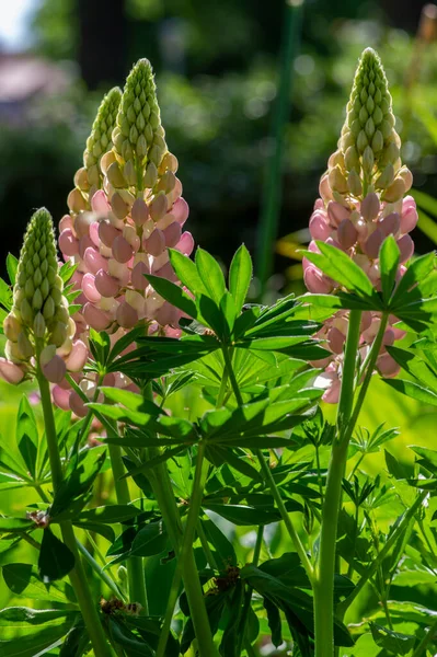 Lupinus Polyphyllus Großblättrige Lupinenblüten Voller Blüte Weiß Pinke Blüte Hohe — Stockfoto