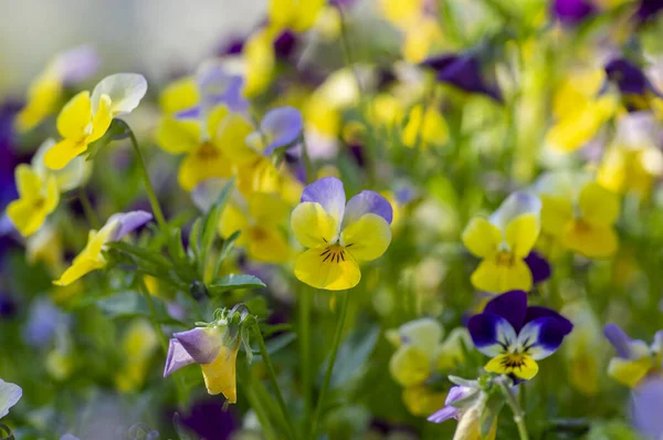 Viola Wittrockiana Fleurs Colorées Jardin Fleur Belle Petite Plante Fleurs — Photo