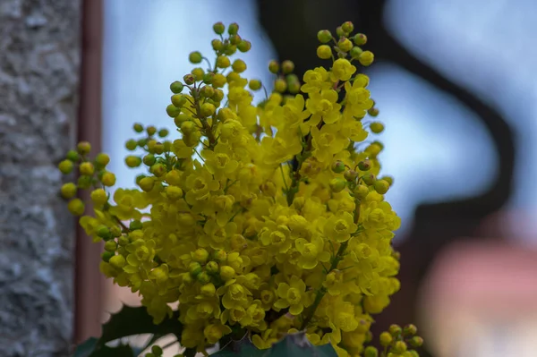 Mahonia Aquifolium Flor Planta Floración Amarilla Llamada Uva Orégano Hojas — Foto de Stock