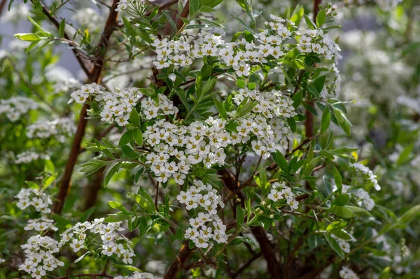 Spiraea Cinerea Branches Plantes Fleurs Blanches Gris Grefsheim Belles Fleurs — Photo