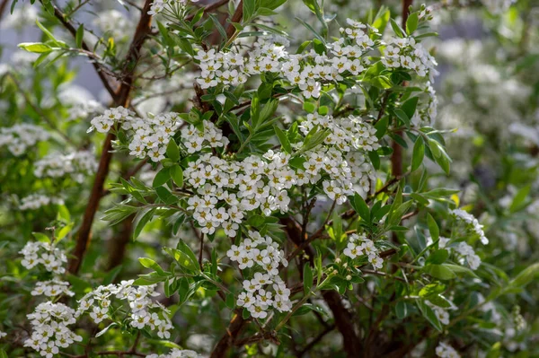 Spiraea Cinerea Белые Цветущие Ветви Растений Серый Грефсхайм Красивые Декоративные — стоковое фото