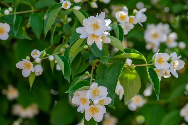 Philadelphus Coronarius Sweet Mock Orange White Flowers Bloom Shrub Branches — Stock Photo, Image