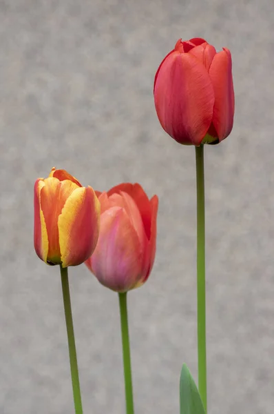 Bright Red Yellow Color Country Darwin Tulips Bloom Bouquet Springtime — Stock Photo, Image