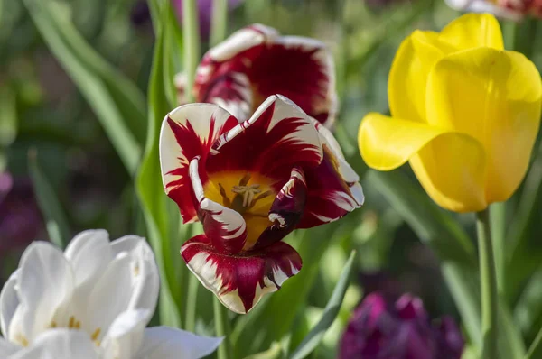 Erstaunliche Gartenfeld Mit Tulpen Verschiedenen Hellen Regenbogenfarben Blütenblätter Schönes Bouquet — Stockfoto