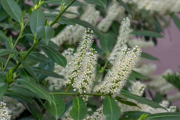 Prunus Laurocerasus Kiraz Çiçekli Bitkiler Çalılıklardaki Beyaz Çiçekler Yeşil Yapraklar — Stok fotoğraf