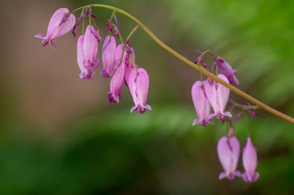 Dicentra eximia. Kanayan kalp. Çiçek açmış güzel ilkbahar çiçekleri.