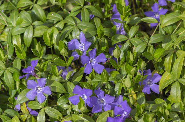 Vinca Minor Kleine Immergrüne Zierblumen Blüte Gewöhnliche Immergrüne Blütenpflanze Kriechfrühe — Stockfoto